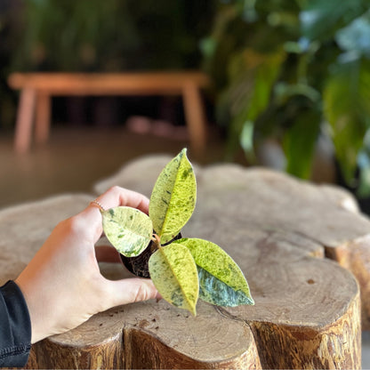Ficus Shiveriana 2”