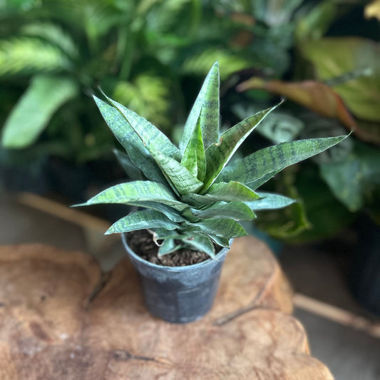 Sansevieria Crown 5"