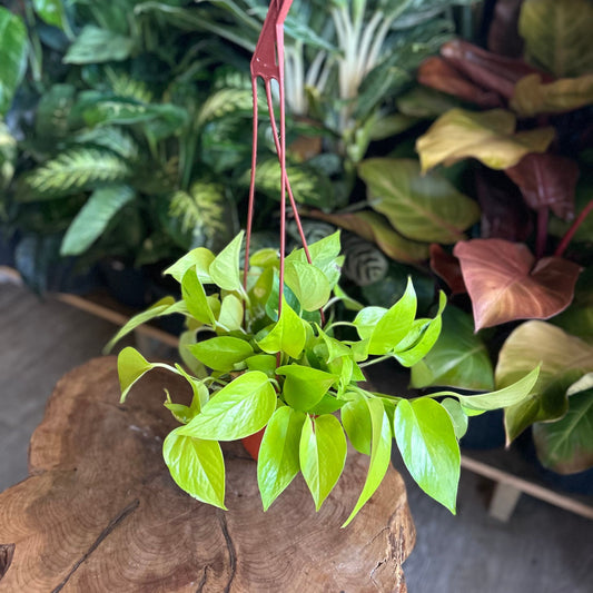 Neon Pothos 6” HB
