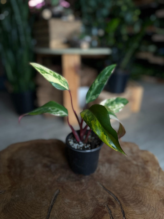 Philodendron Strawberry Shake 4"