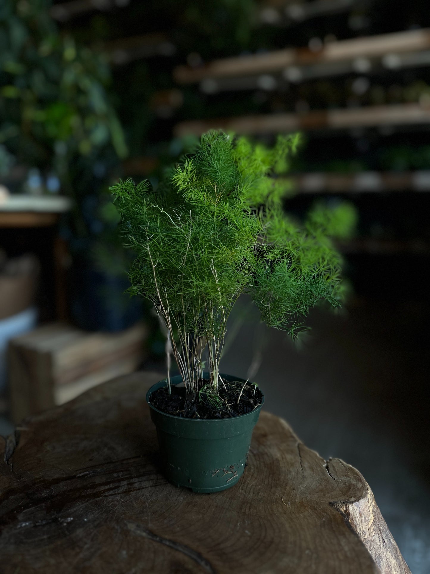 Asparagus Ming 4”
