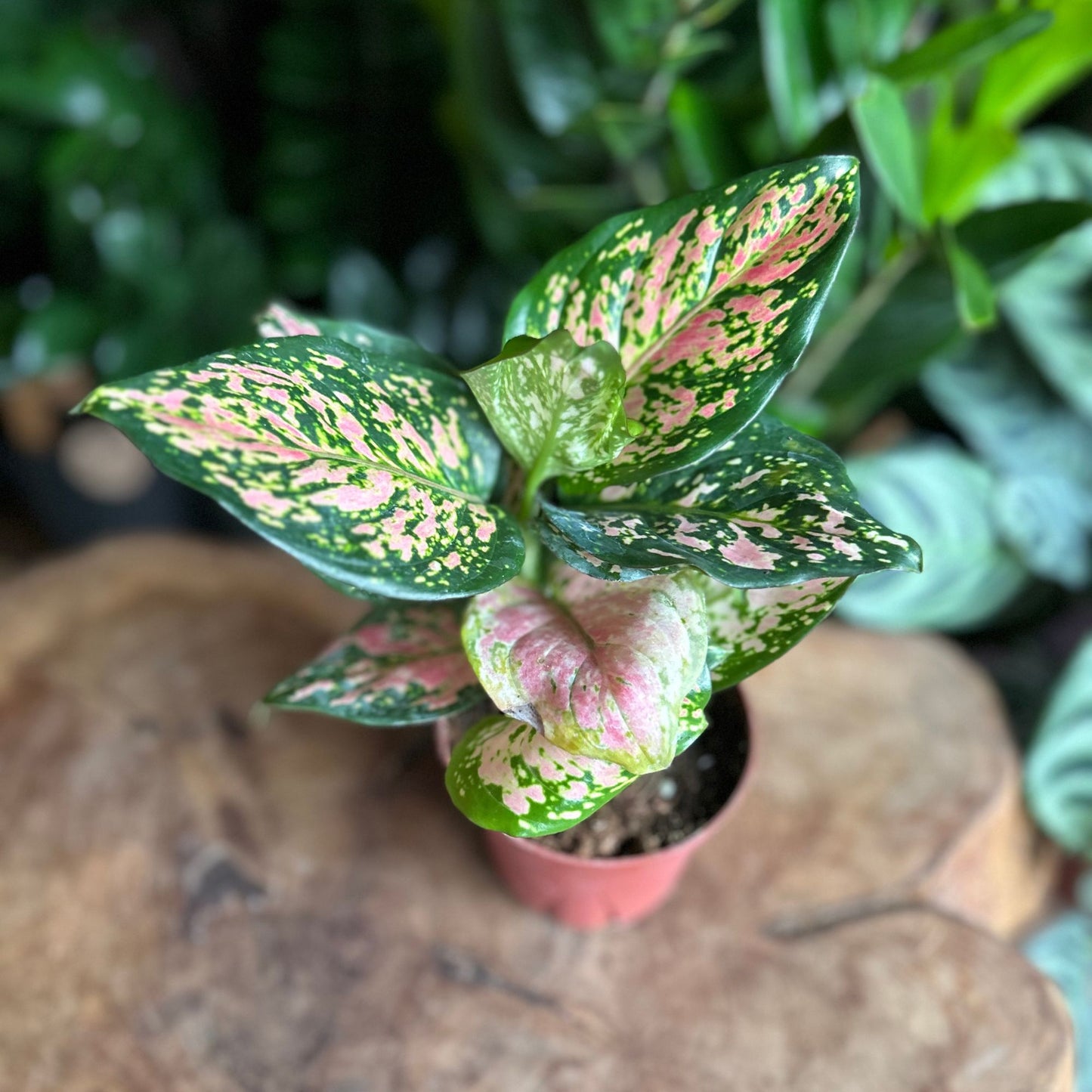 Aglaonema Beauty Pink 4"