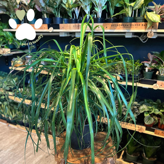 Ponytail Palm Guatemalensis 10"