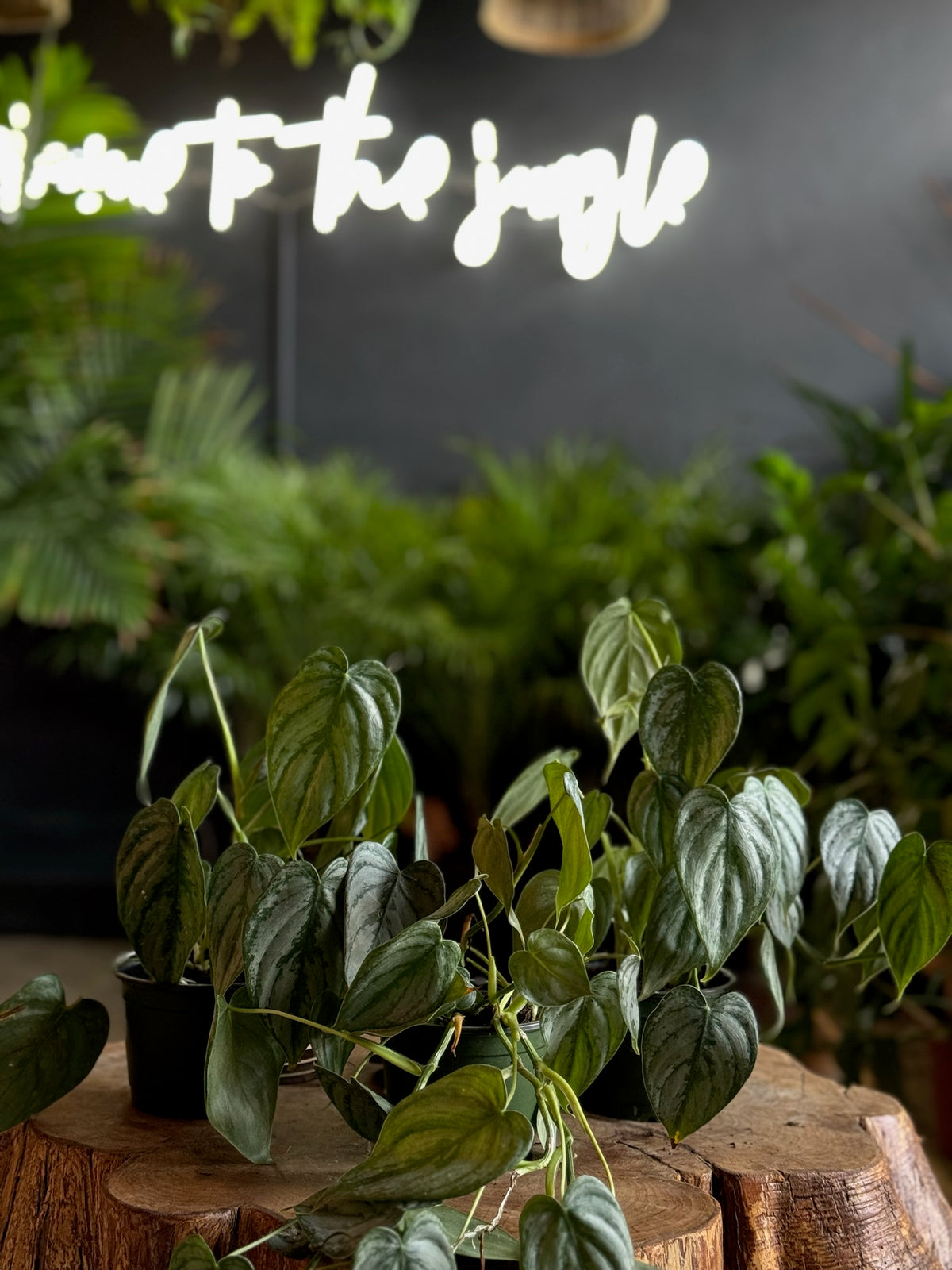 Philodendron Brandtianum 4"