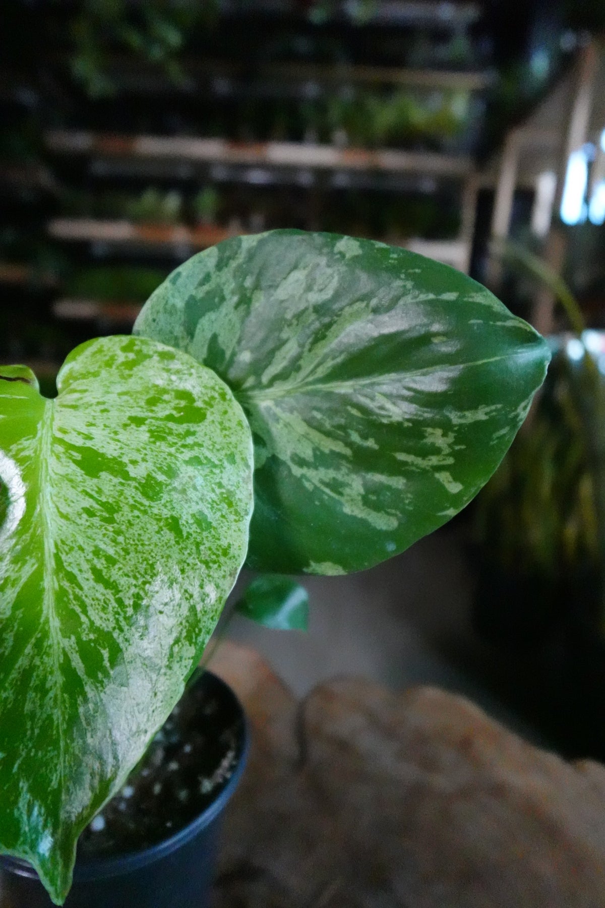 Monstera Bulbasaur 4"