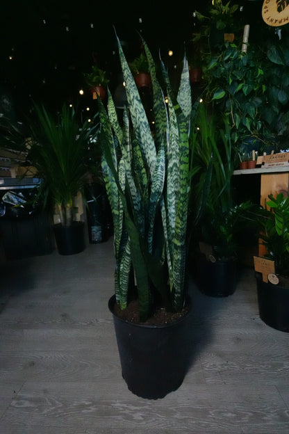 Sanseveria Zeylanica (Green Snake) 14"
