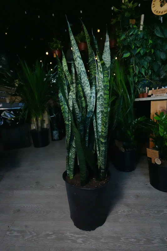 Sanseveria Zeylanica (Green Snake) 14"