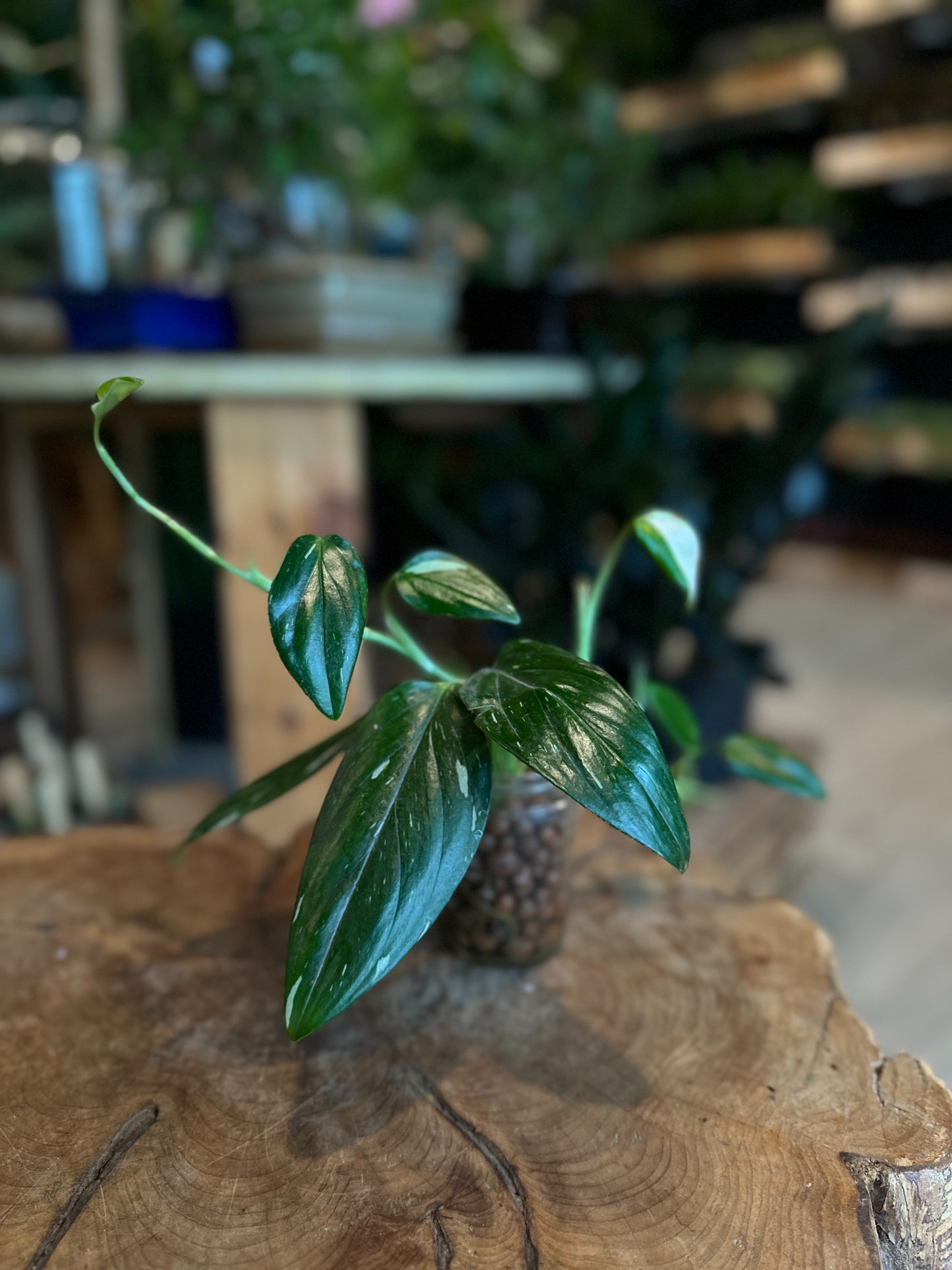 Monstera Standleyana Albo Propagation in Leca