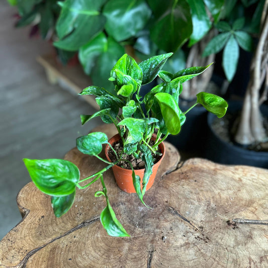 Pothos Shangri La 4"