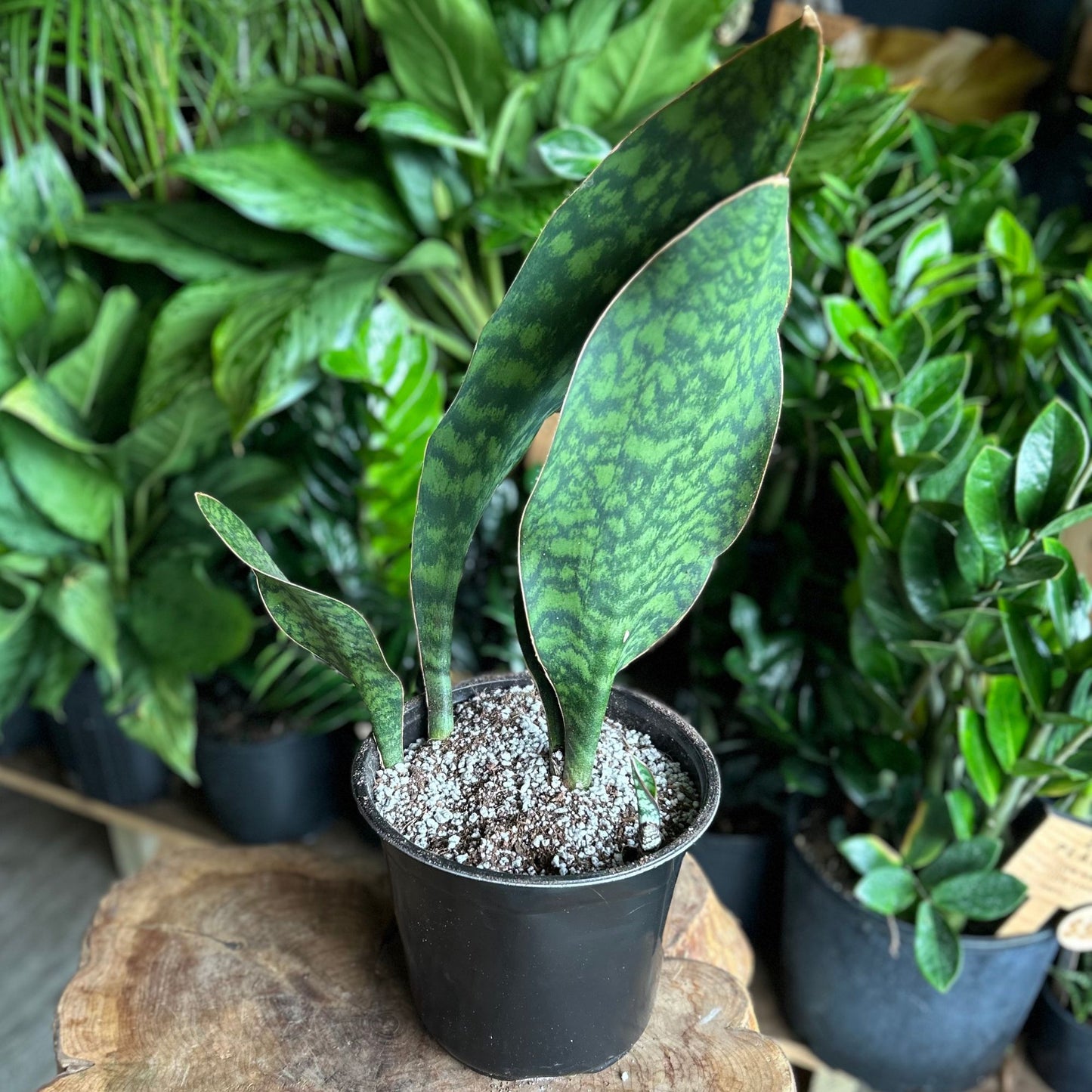 Sansevieria Shark Fin 5”