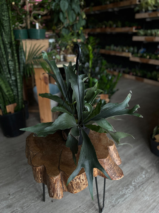 Staghorn Basket 8" HB