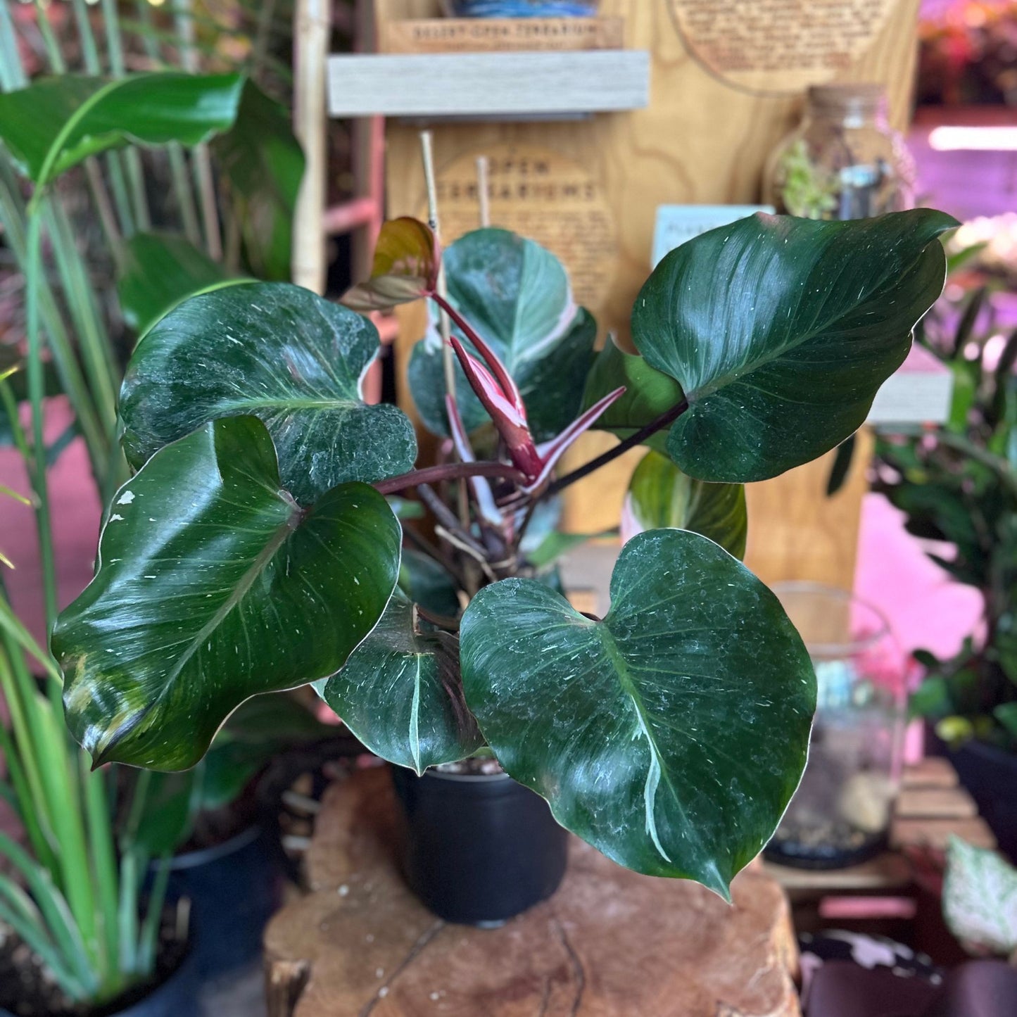 Philodendron White Wizard 8"
