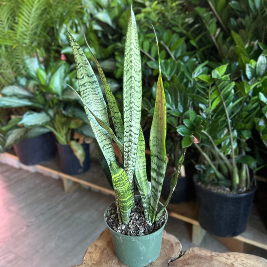Sansevieria Zeylanica 6”