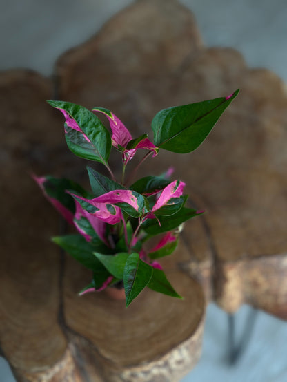 Alternanthera Party Time 2"