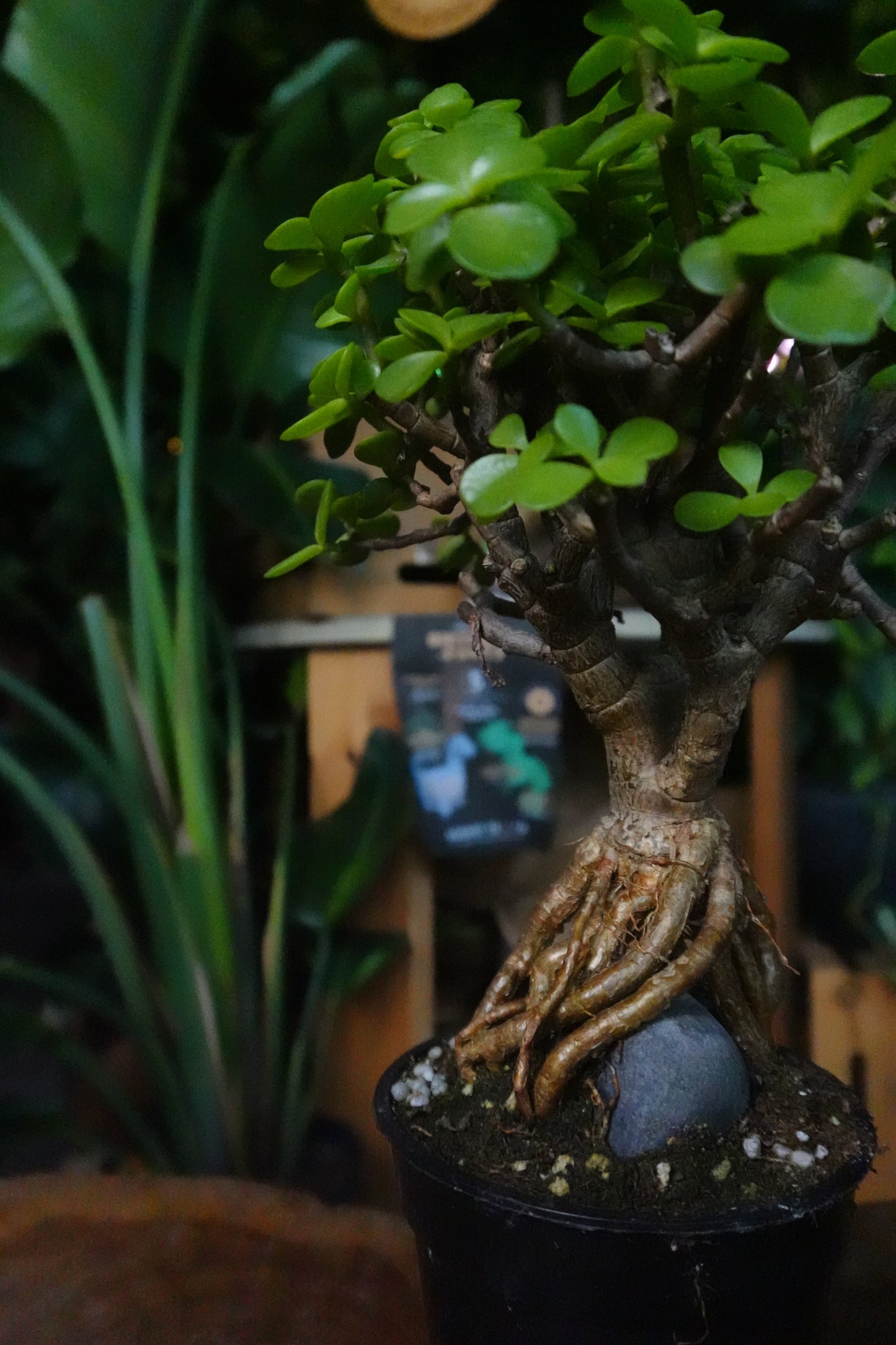 Portulacaria Afra Root Over Rock Bonsai 4"