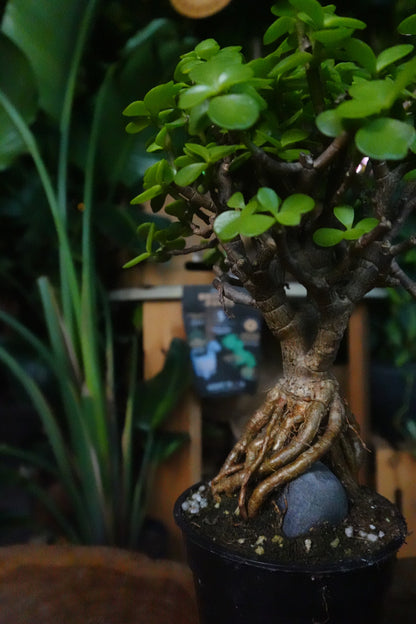 Portulacaria Afra Root Over Rock Bonsai 4"