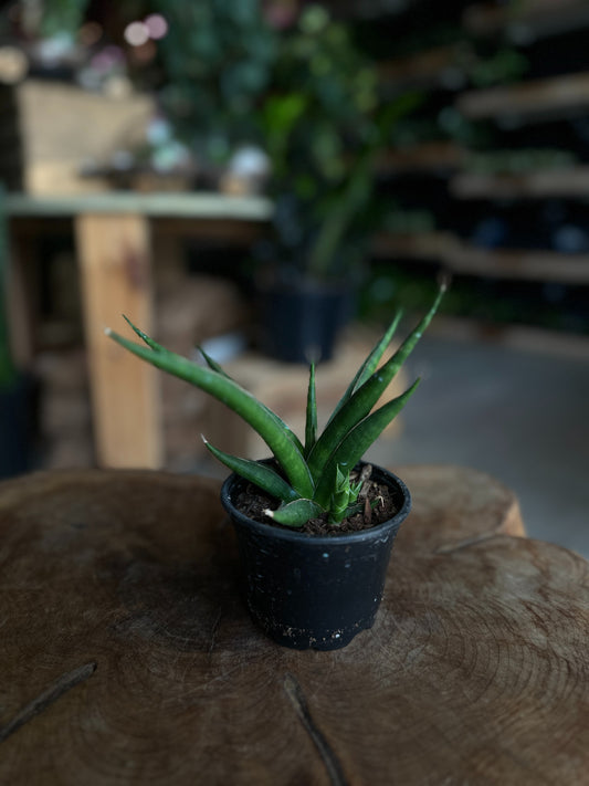 Sansevieria Pinguicula 4"