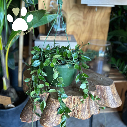 Hoya Lacunosa Silver 8" HB