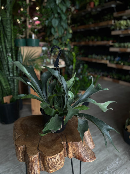Staghorn Basket 8" HB