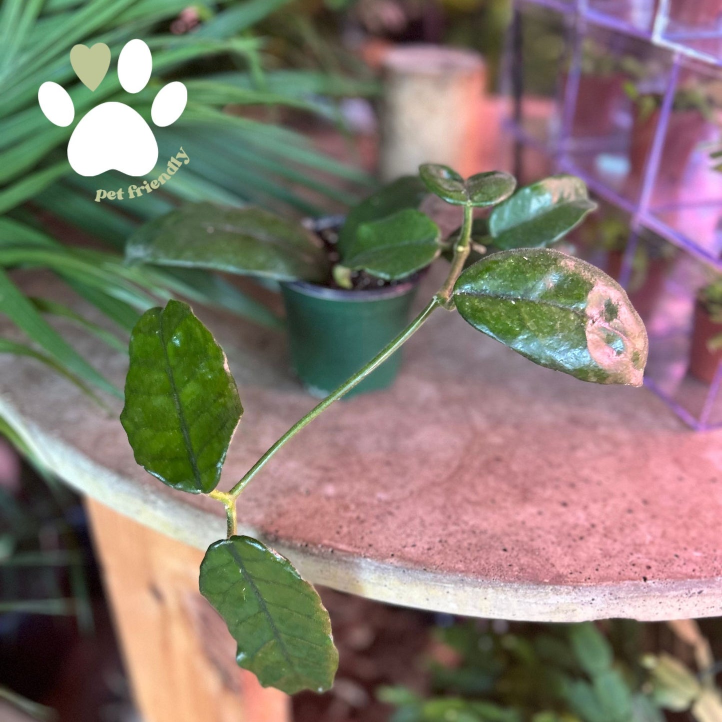 Hoya Villosa 4"