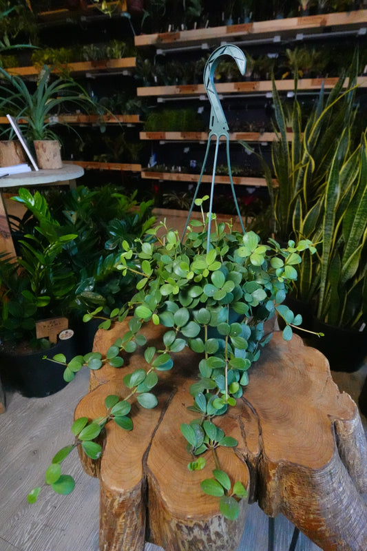 Peperomia Hope 8” HB
