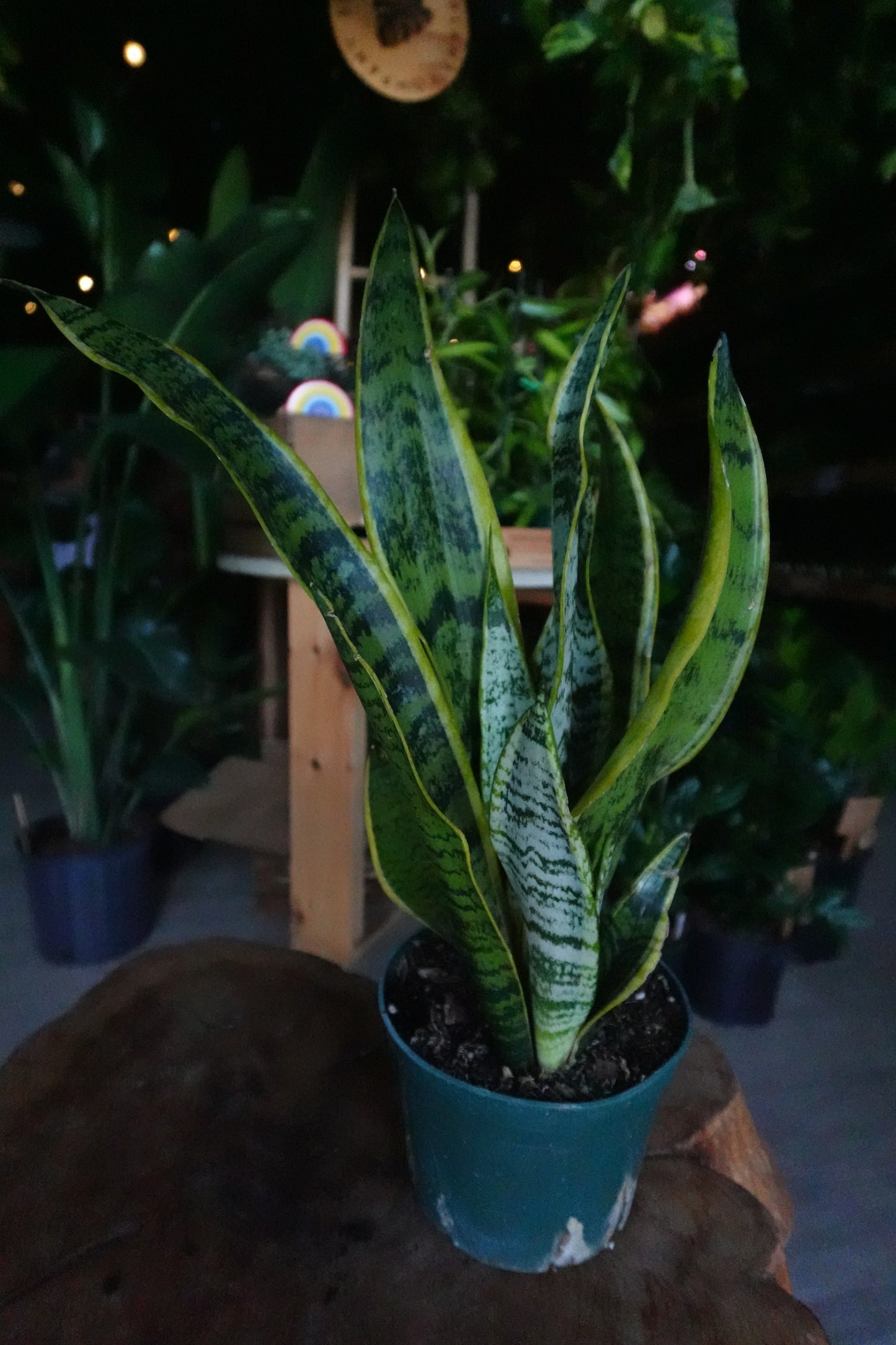 Sansevieria Laurentii (Snake Plant) 6"