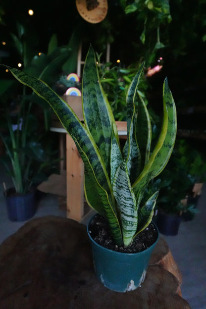Sansevieria Laurentii (Snake Plant) 6"