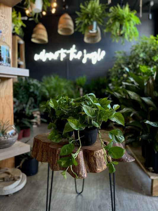 Global Green Pothos 6”