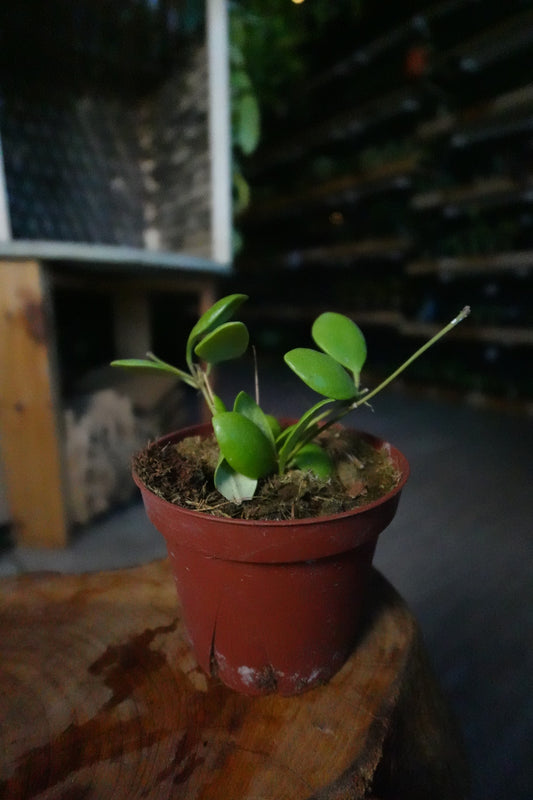 Hoya Pallilimba 4"
