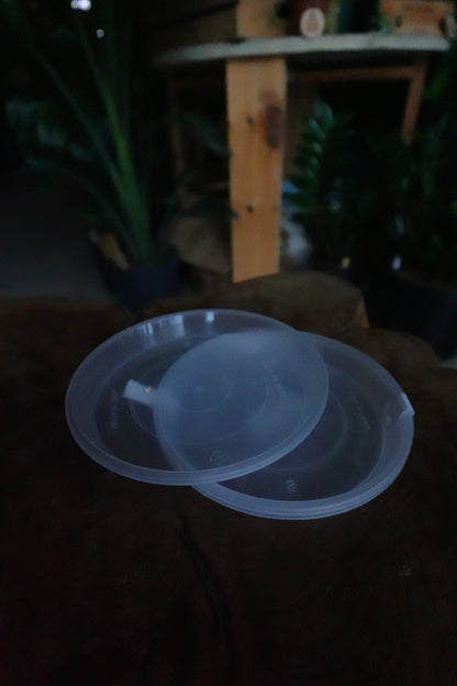 Saucers 5" (3 pack)