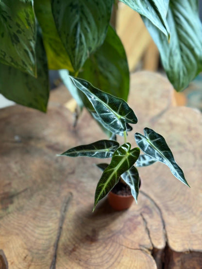 Alocasia Bambino 2”