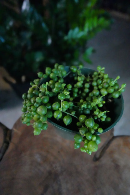 String Of Pearls 4"