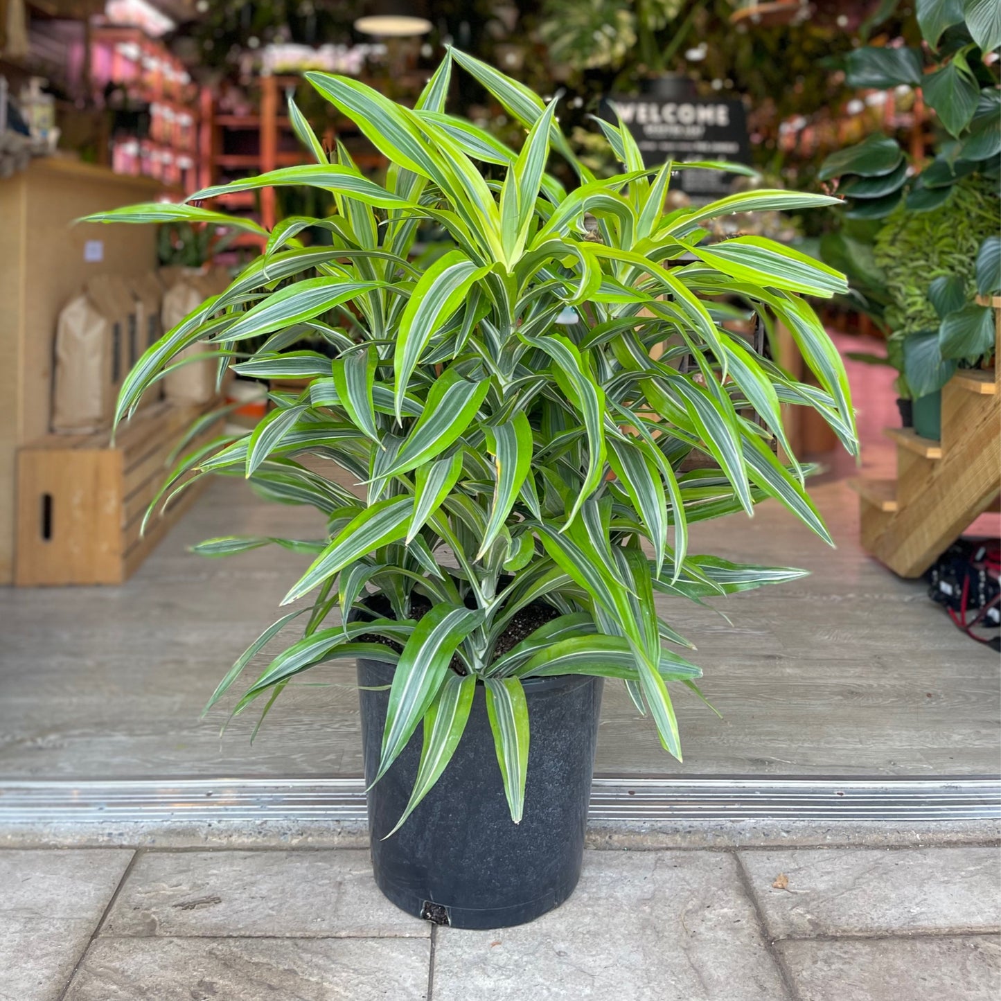 Dracaena Warneckii Lemon Lime 14”