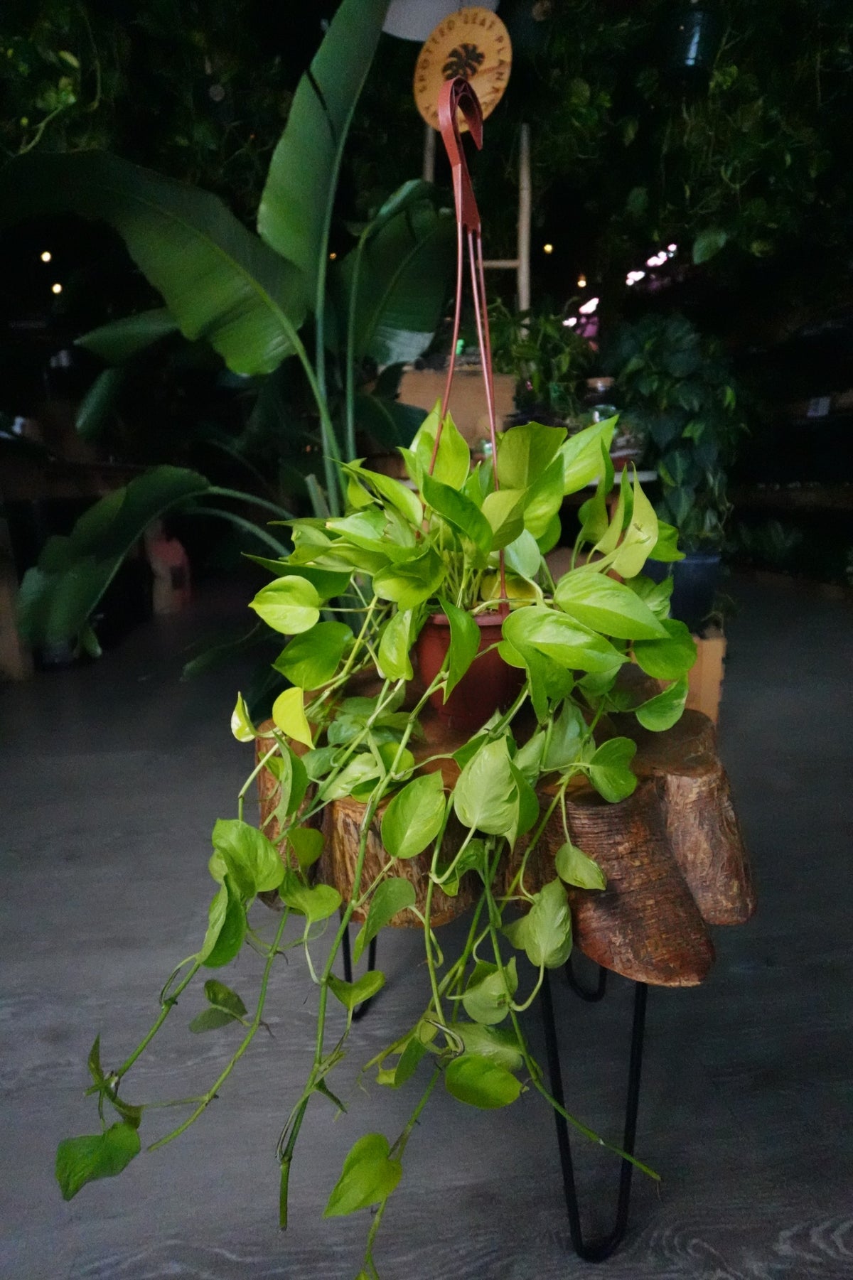 Pothos Sao Paulo HB 6"