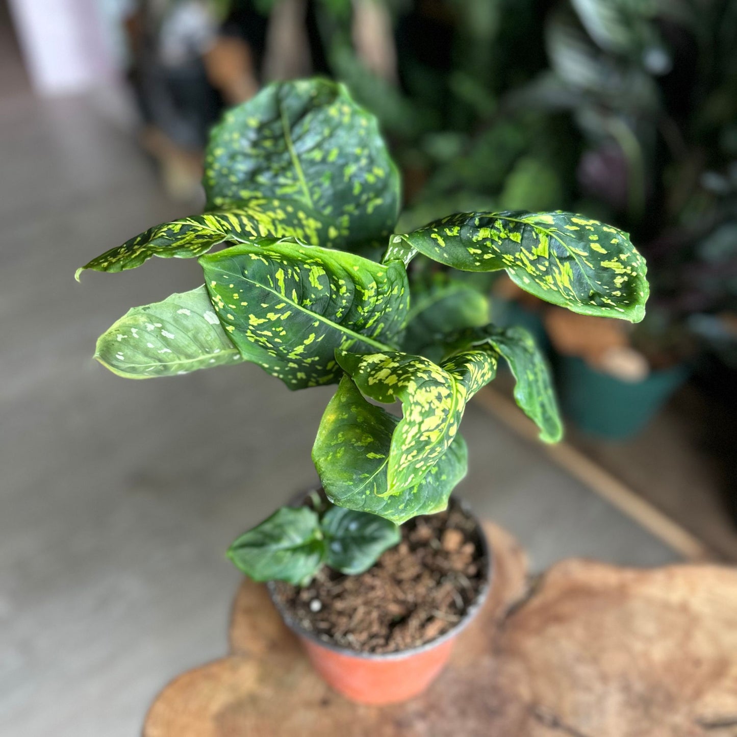 Dieffenbachia Reflector 6"