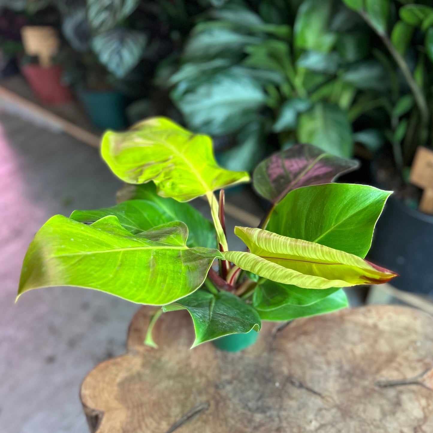 Epipremnum Yellow Flame 4"
