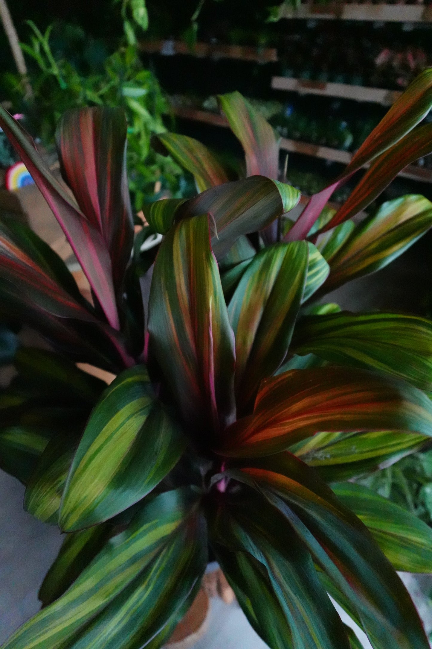 Cordyline Harleyquin 10"