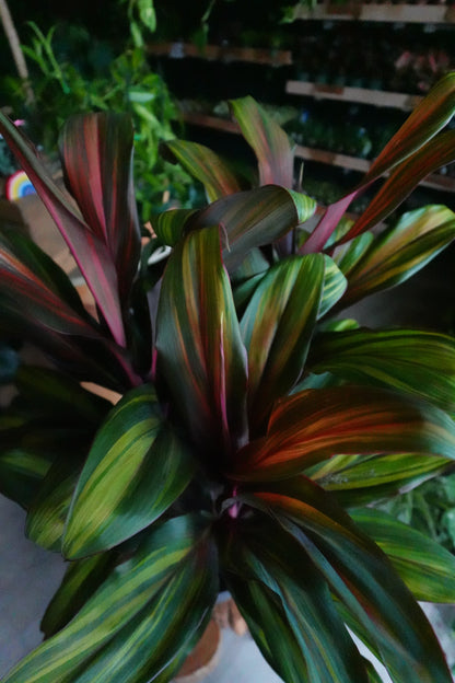 Cordyline Harleyquin 10"