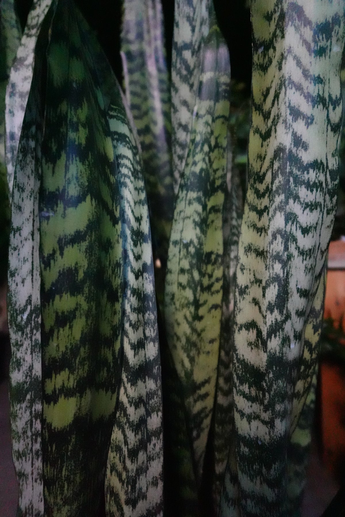 Sanseveria Zeylanica (Green Snake) 14"
