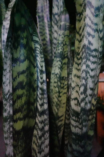 Sanseveria Zeylanica (Green Snake) 14"