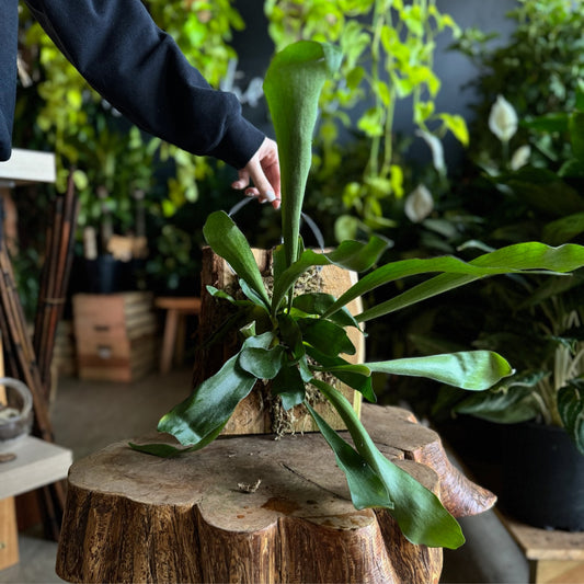 Mounted Staghorn Fern