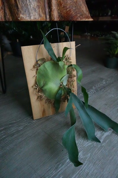 Mounted Staghorn Fern