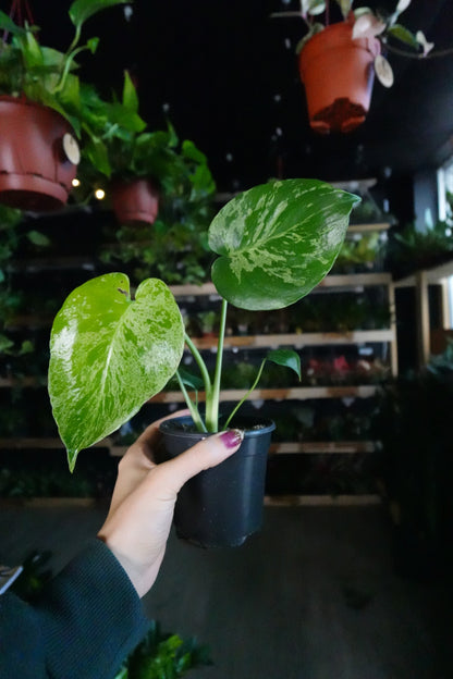 Monstera Bulbasaur 4"