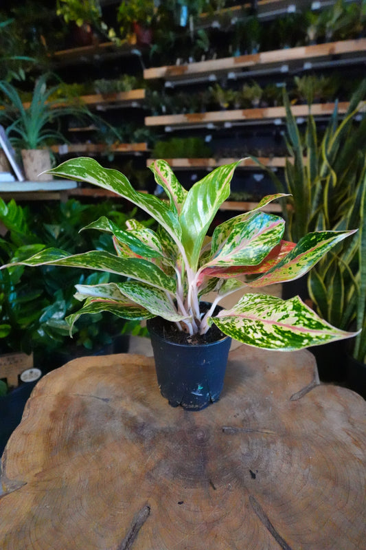 Aglaonema Dazzling Gem 5"