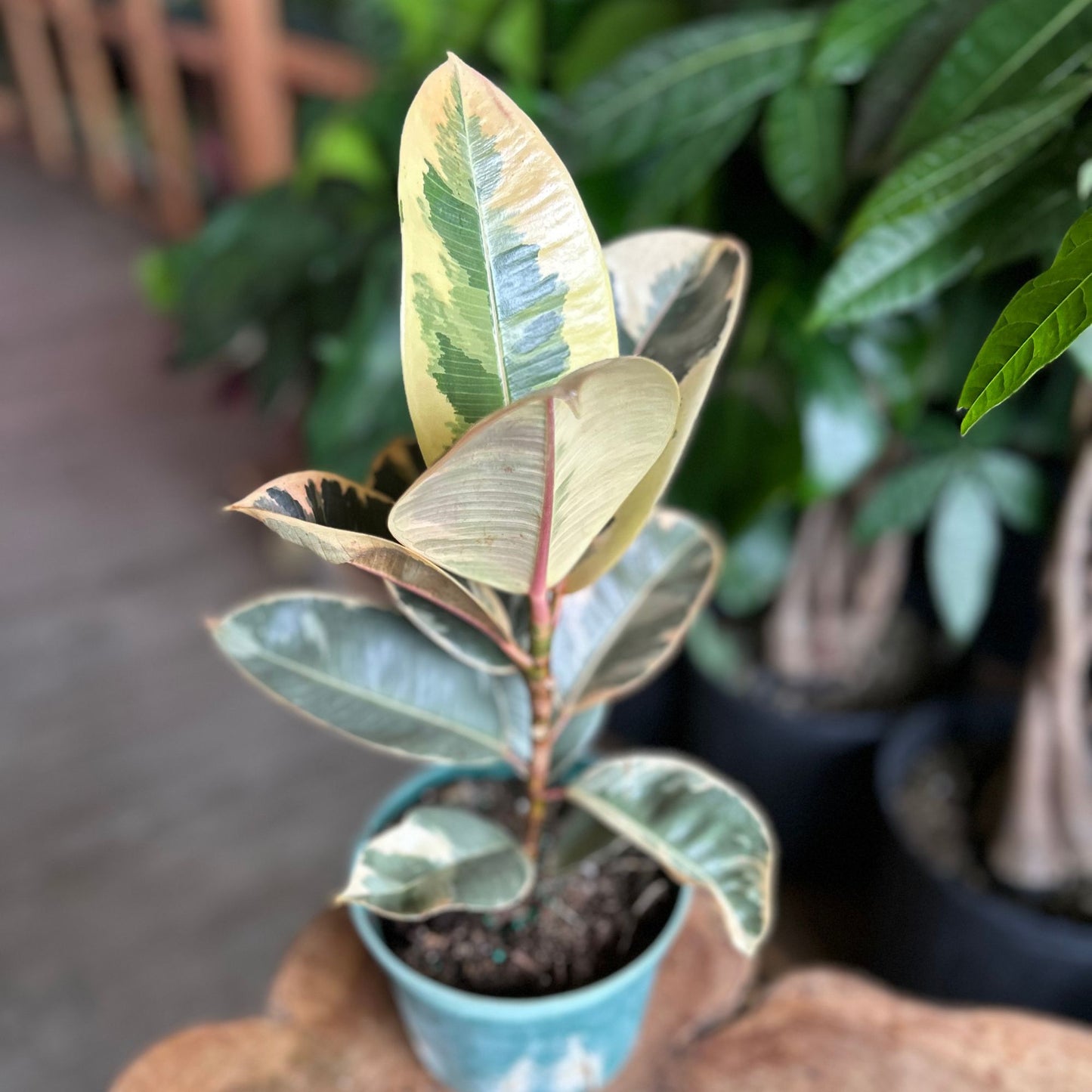 Ficus Tineke 6"