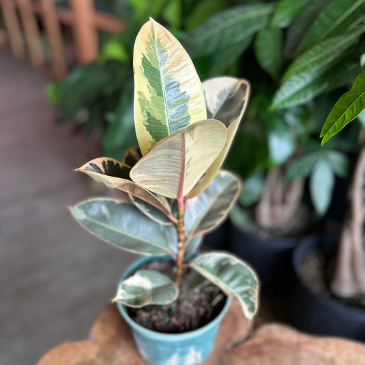 Ficus Tineke 6"
