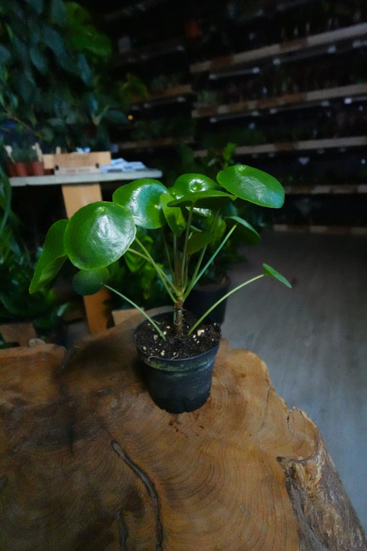 Pilea Peperomioides 4”