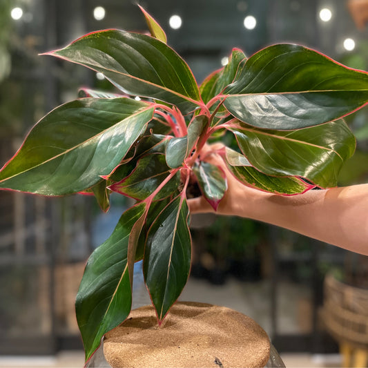 Aglaonema Pink Diamond 5”