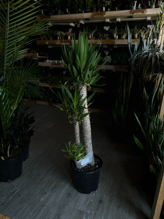 Yucca 10” 3-2-1