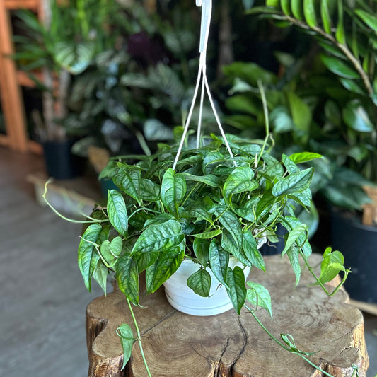 Monstera Siltepecana 8" HB